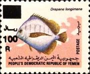 Banded Sicklefish, (Drepane longimana)