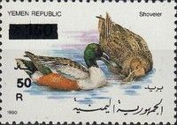 Northern Shoveler (Anas clypeata)