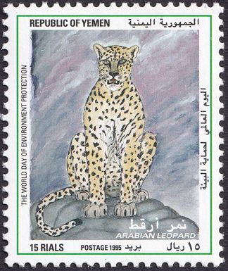 Arabian leopard (Panthera pardus nimr)