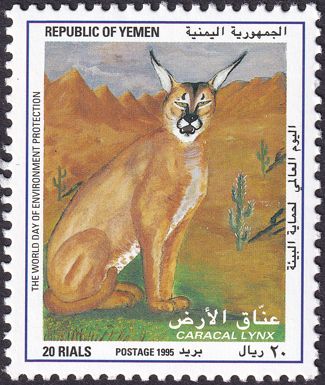 Caracal (Caracal caracal)