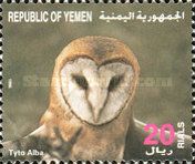 Western barn owl (Tyto alba)