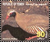 Philby's Partridge (Alectoris philbyi)