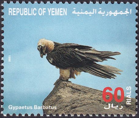 Gypaetus Barbatus