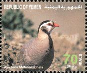 Arabian Partridge (Alectoris melanocephala)