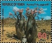 Adenium obesum socotranum