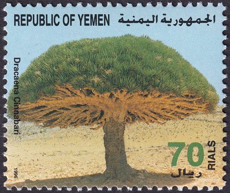 Dracaena cinnabari
