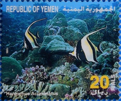 Pennant coralfish (Heniochus acuminatus)