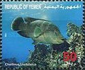 Humphead wrasse (Cheilinus undulatus)