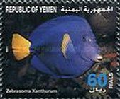 Purple Tang (Zebrasoma xanthurum)