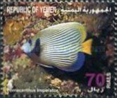 Emperor Angelfish (Pomacanthus imperator)