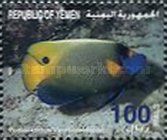Blueface Angelfish (Pomacanthus xanthometopon)