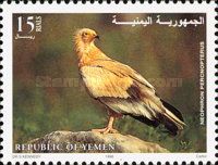 Egyptian vulture (Neophron percnopterus)