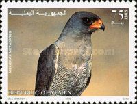 Dark chanting goshawk (Melierax metabates)