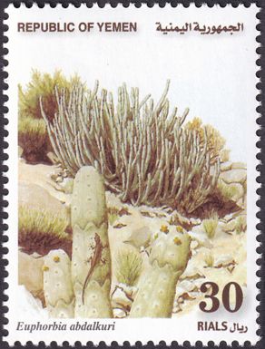 Euphorbia abdalkuri