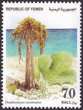 Dendrosicyos socotramus