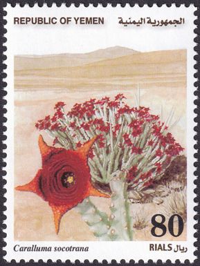 Caralluma socotrana