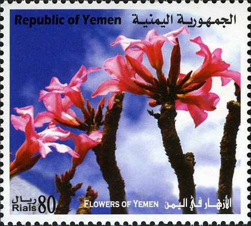 Flowers of Yemen