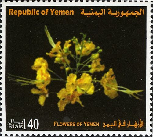Flowers of Yemen