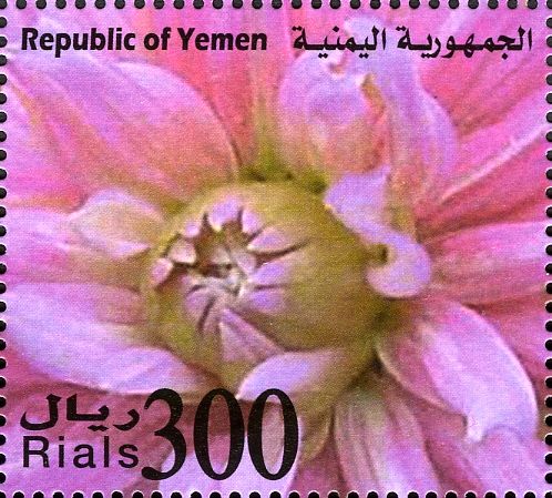 Flowers of Yemen