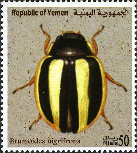 Ladybird Beetle (Brumoides nigrifrons)