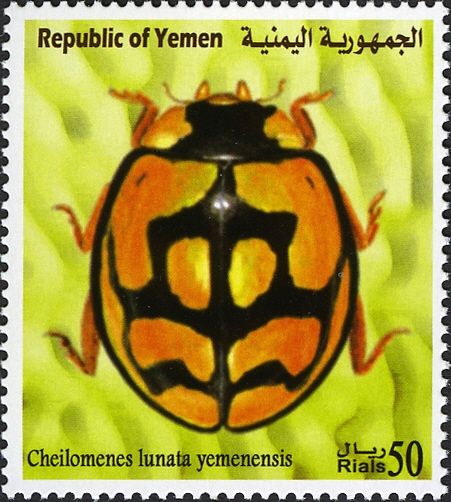 Lunata Ladybird (Cheilomenes lunata yemenensis)