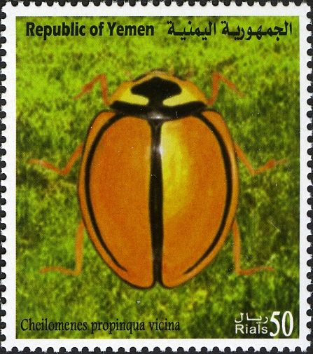 Ladybird Beetle (Cheilomenes propinqua vicina)