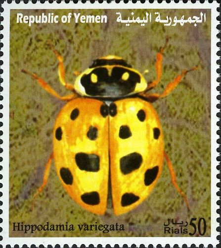 Spotted Amber Ladybird (Hippodamia variegata)