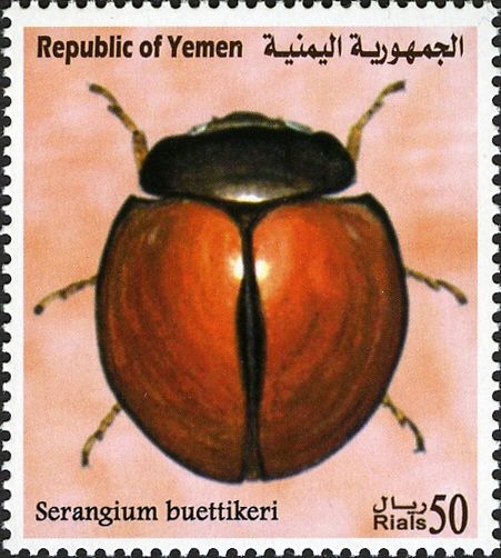 Ladybird Beetle (Serangium buettikeri)