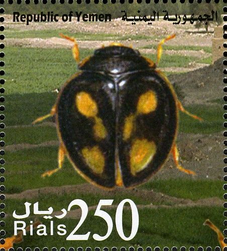 Ladybird Beetle (Pharoscymnus c-luteus)