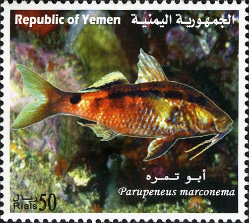 Long-barbel Goatfish (Parupeneus marconema)