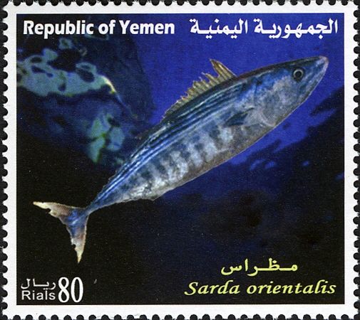 Striped Bonito (Sarda orientalis)