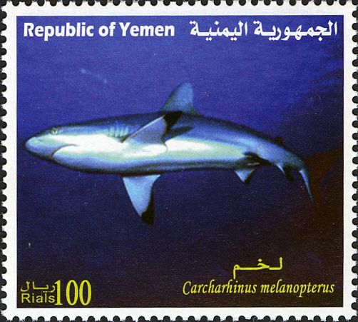 Blacktip Reef Shark (Carcharhinus melanopterus)