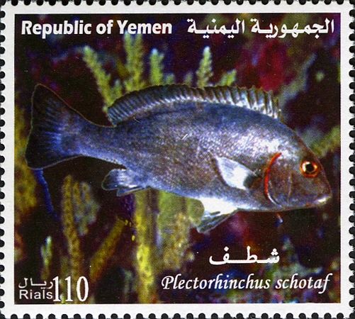 Ministrel Sweetlips (Plectorhinchus schotaf)