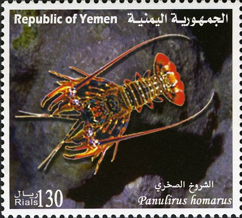 Scalloped Spiny Lobster (Panulirus homarus)