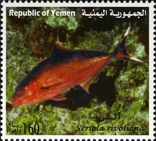 Longfin Yellowtail (Seriola rivoliana)