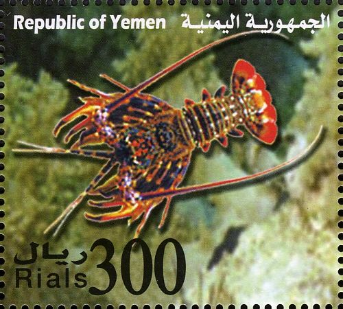 Scalloped Spiny Lobster (Panulirus homarus)