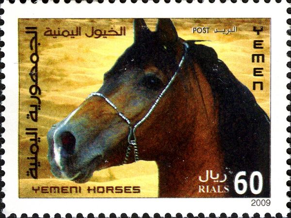Yemen Horse (Equus ferus caballus)