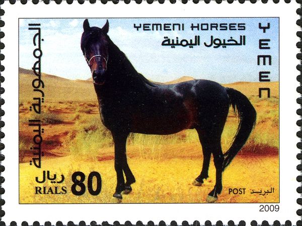 Yemen Horse (Equus ferus caballus)