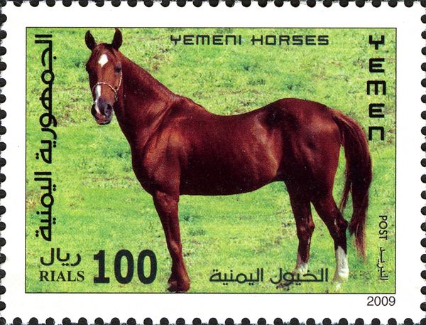 Yemen Horse (Equus ferus caballus)