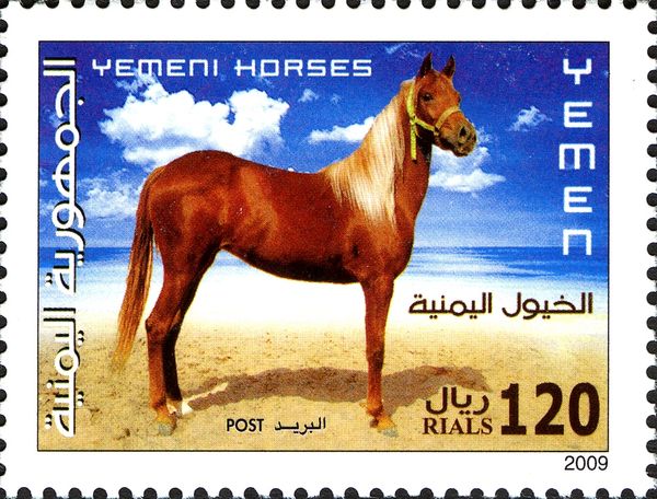 Yemen Horse (Equus ferus caballus)