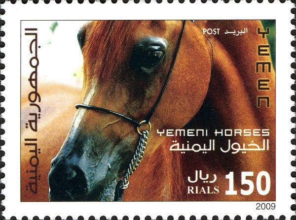 Yemen Horse (Equus ferus caballus)