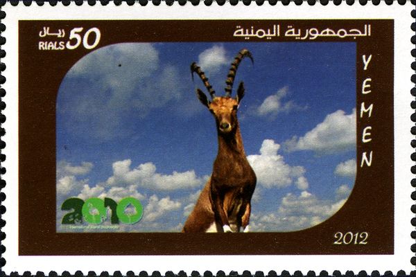 Nubian Ibex (Capra nubiana)