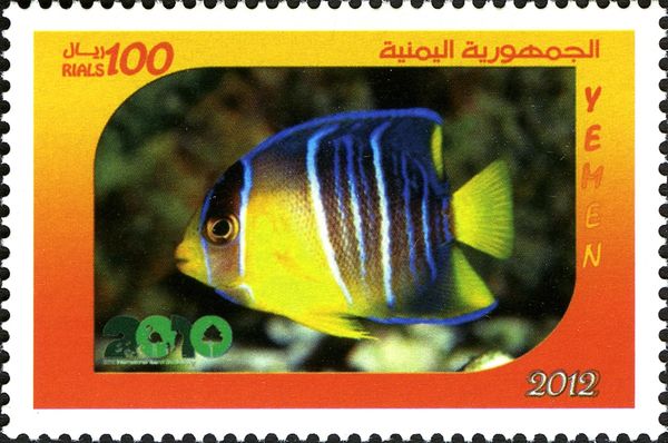Bermuda Blue Angelfish (Holacanthus bermudensis) juvenile