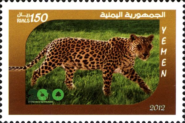 Leopard (Panthera pardus)