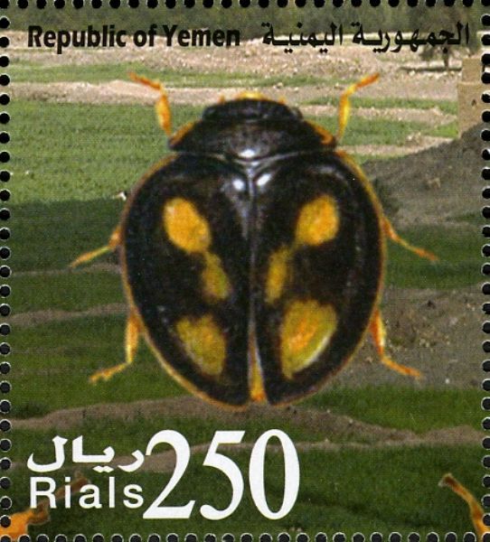 Pharoscymnus c-luteus