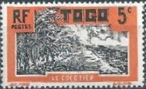 Coconut Plantation