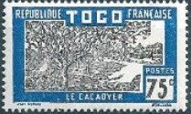 Cocoa Plantation