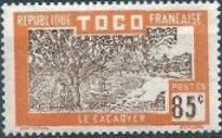 Cocoa Plantation