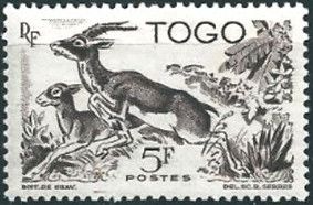Red-fronted Gazelle (Gazella rufifrons)