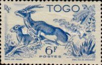 Red-fronted Gazelle (Gazella rufifrons)